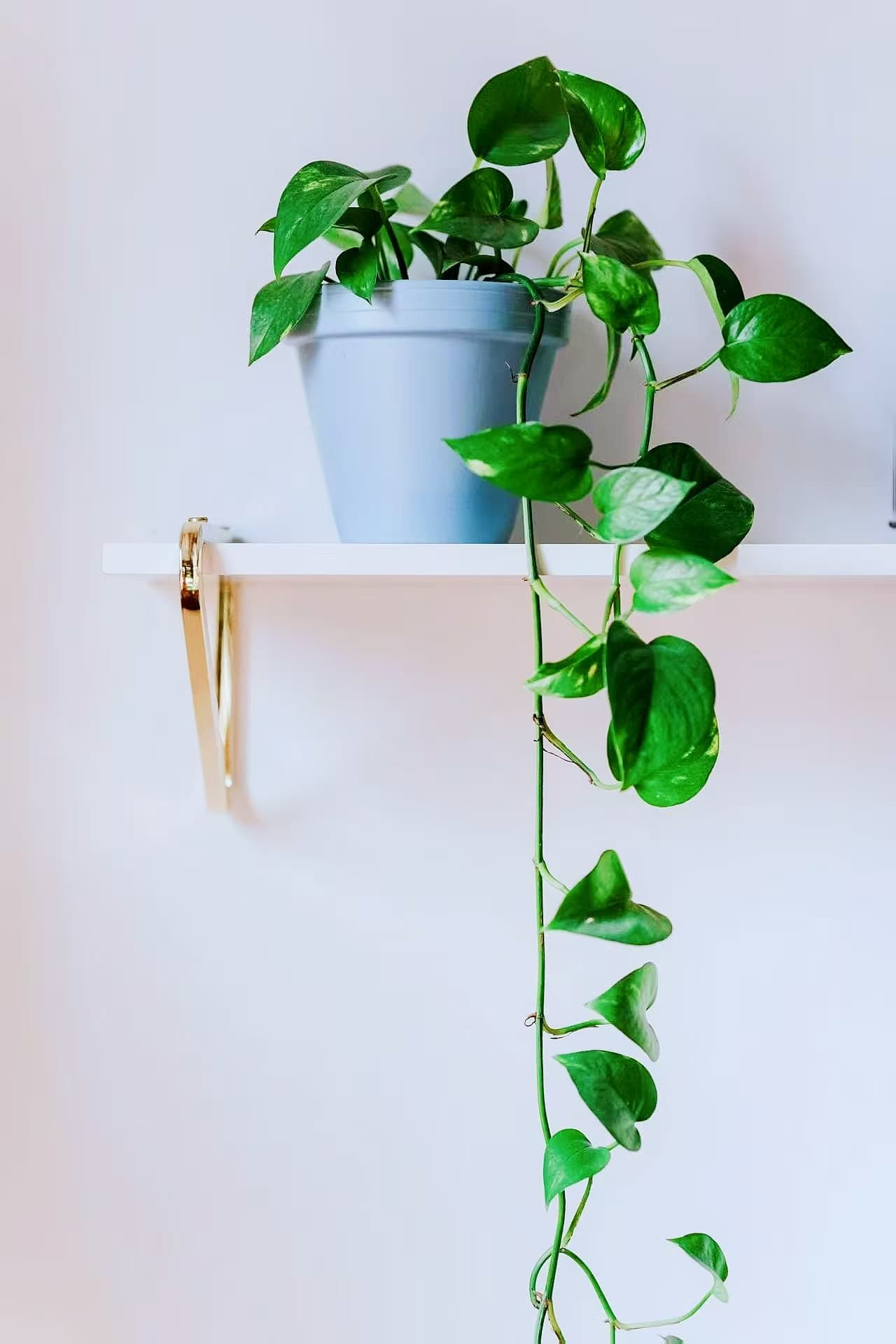 绿萝植物 - Epipremnum aureum